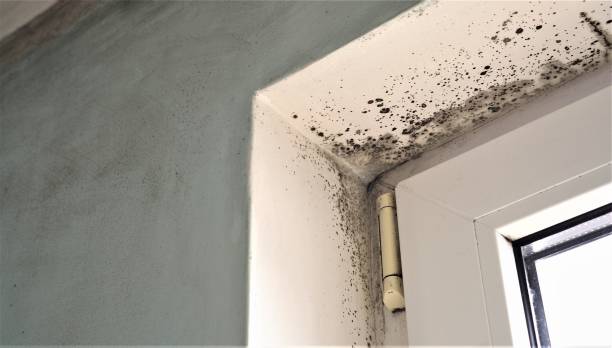 Trusted Calvert, TX Mold Removal Experts